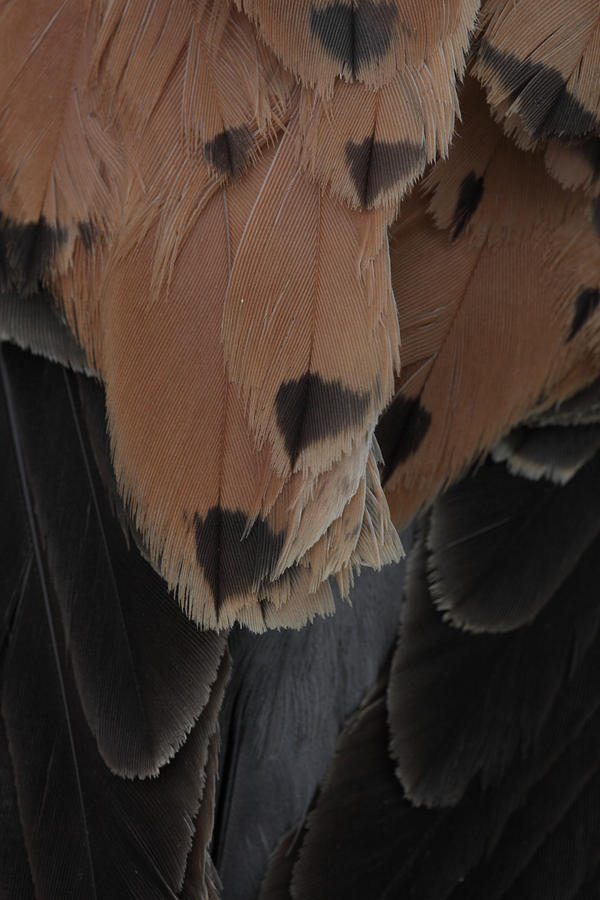Plumage of a Common Kestrel #1 Photograph by Ulrich Kunst And Bettina Scheidulin