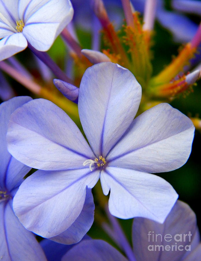 Blue Plumbago Summer Solstice In New Orleans Louisiana Photograph by Michael Hoard