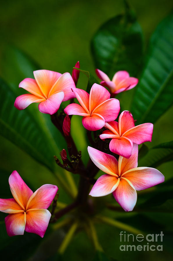 Plumeria Flowers #1 Photograph by Kelly Wade