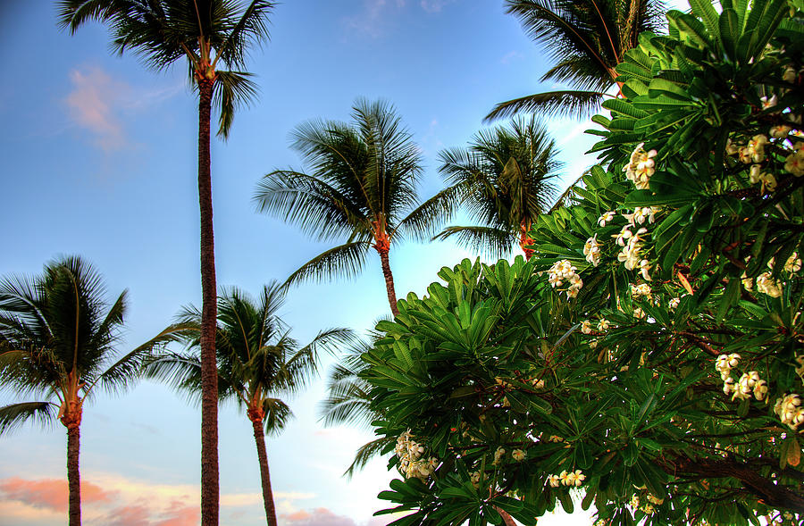 Plumerias and Palms #1 Photograph by Kelly Wade
