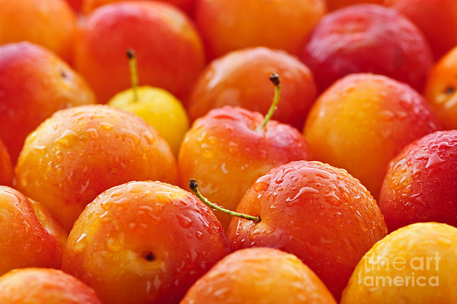 Fruit Photograph - Plums #2 by Elena Elisseeva