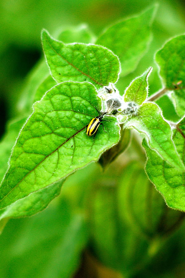 Poha Berry beetle #1 Photograph by Lehua Pekelo-Stearns