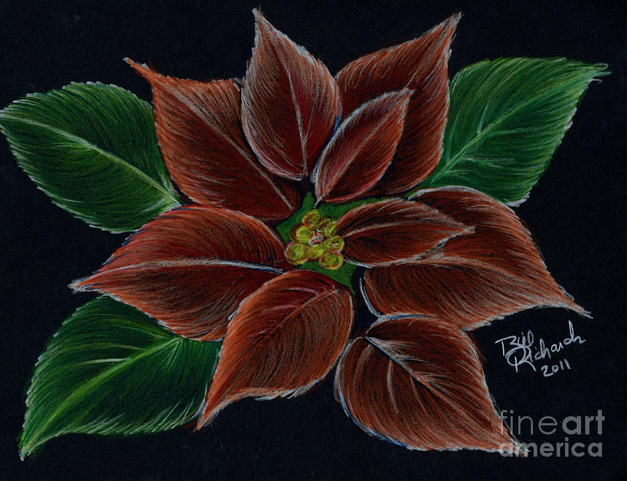Poinsettias  #1 Drawing by Bill Richards