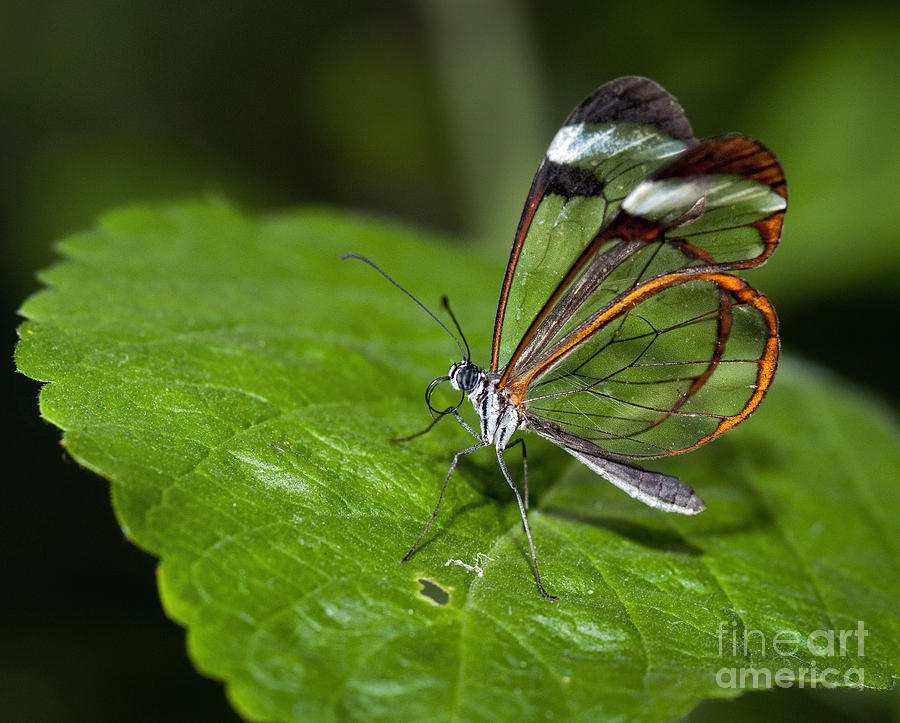 Butterfly Photograph - Poised #1 by Claudia Kuhn