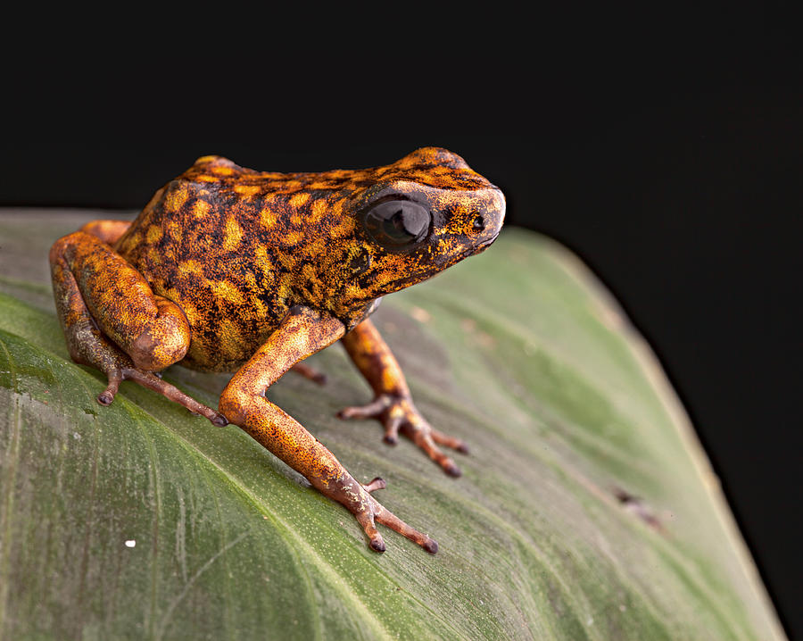 Jungle Photograph - poison arrow frog Peru #1 by Dirk Ercken