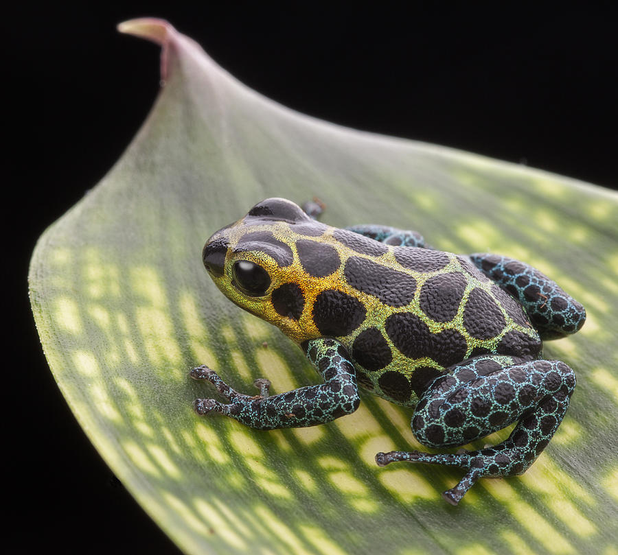 Frog Photograph - poison arrow frog Peru Rain forest #1 by Dirk Ercken