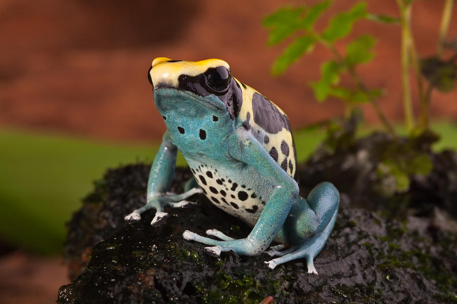 Poison Dart Frog #1 Photograph by Dirk Ercken