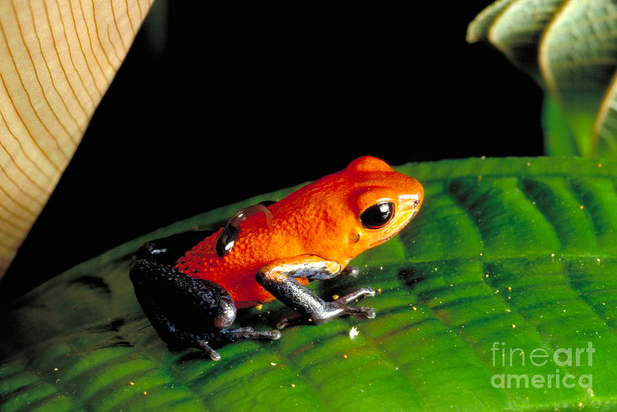 Poison Dart Frog #1 Photograph by Gregory G. Dimijian