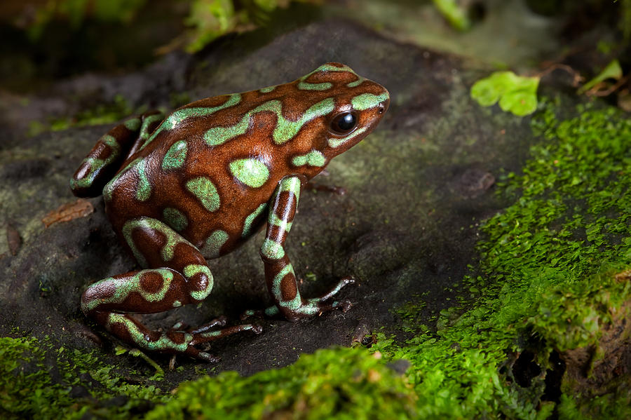 Poison Dart Frog On Leaf #1 Photograph by Dirk Ercken