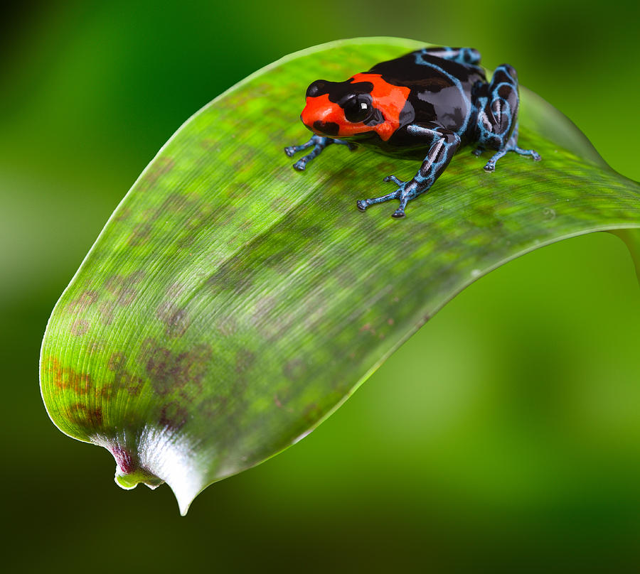 poison dart frog Peru #1 Photograph by Dirk Ercken