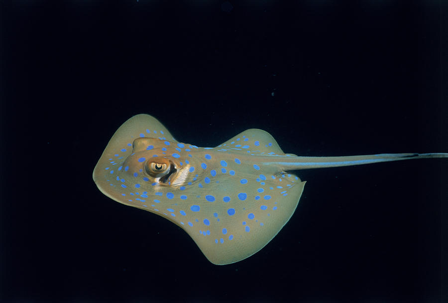 Poisonous Blue-spotted Stingray #1 Photograph by Jeff Rotman