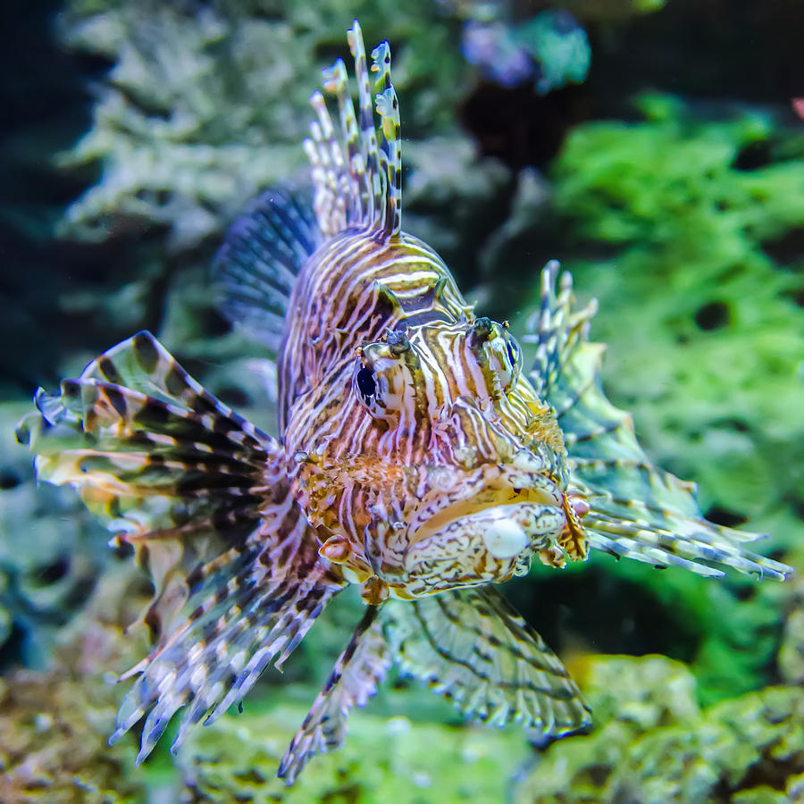 Poisonous Exotic Zebra Striped Lion Fish  #1 Photograph by Alex Grichenko