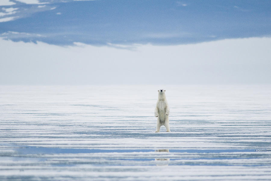 Nature Photograph - Polar Bear Adult Stands Upright On Hind #1 by Steven Kazlowski