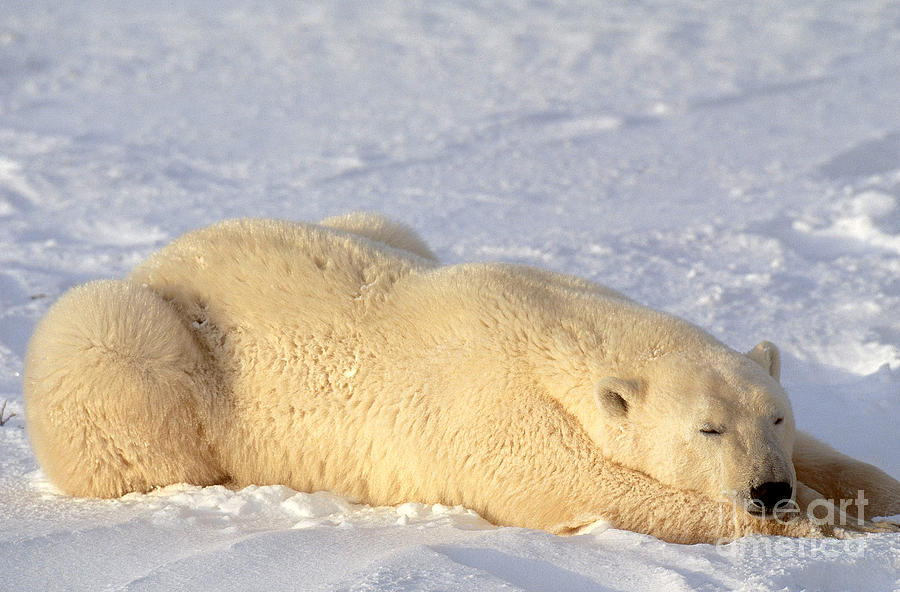 Polar Bear #1 Photograph by Art Wolfe