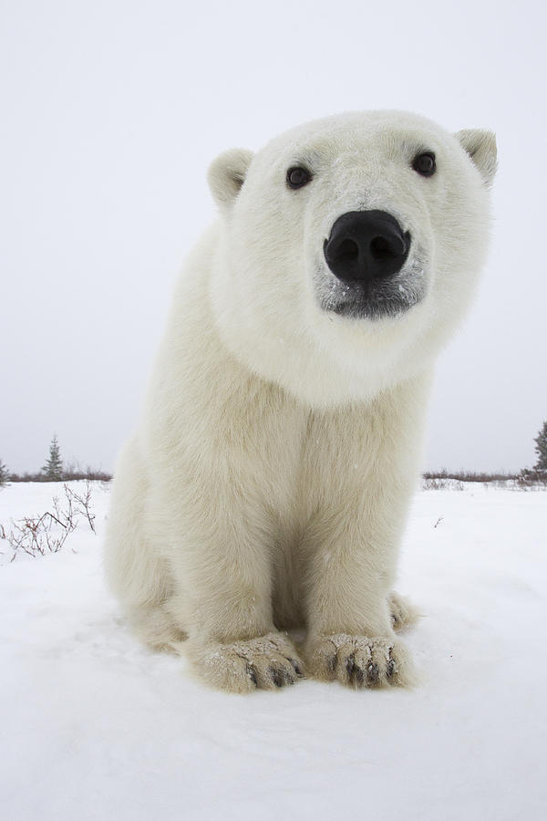 Polar Bear Churchill Manitoba Canada #1 Photograph by Matthias Breiter