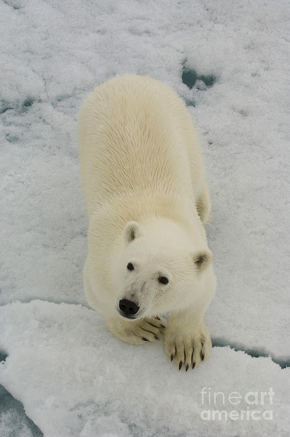 Polar Bear Crossing Ice Floe #1 Photograph by John Shaw