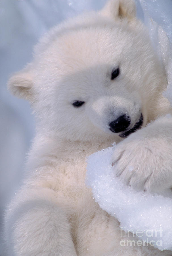 Polar Bear Cub #1 Photograph by Mark Newman