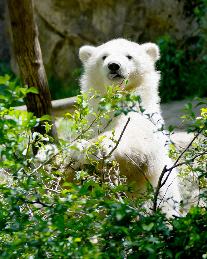 Polar bear cub  #1 Photograph by Tracy Winter