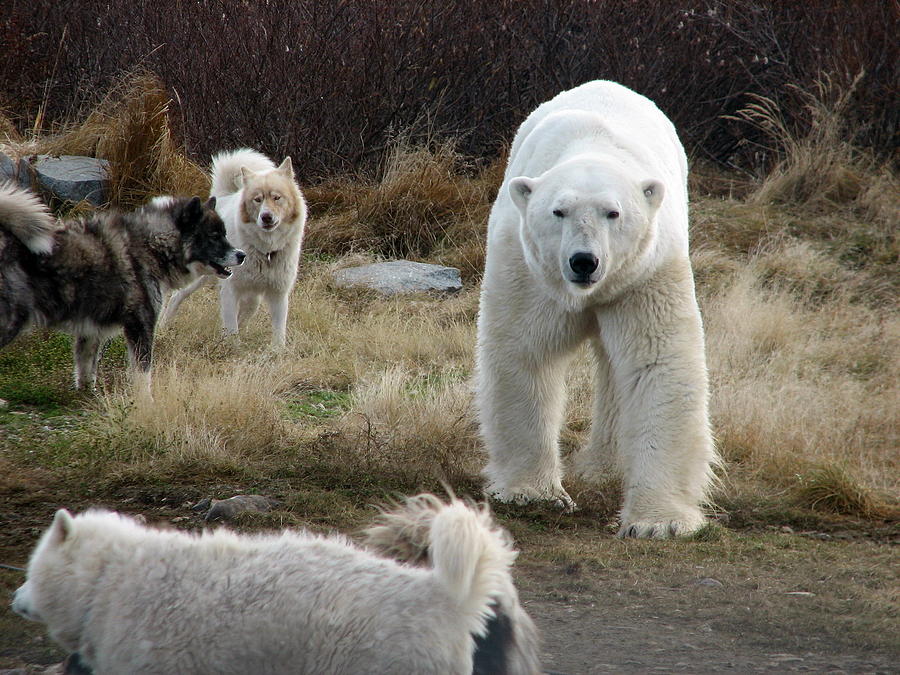 Polar Bear #1 Photograph by David Matthews