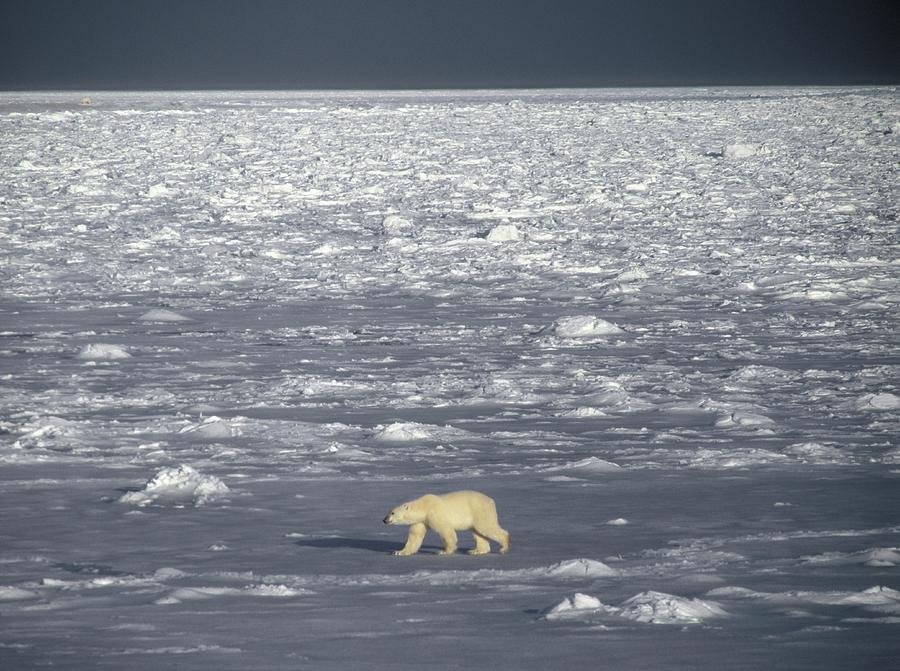 Nature Photograph - Polar Bear #1 by David Woodfall Images/science Photo Library