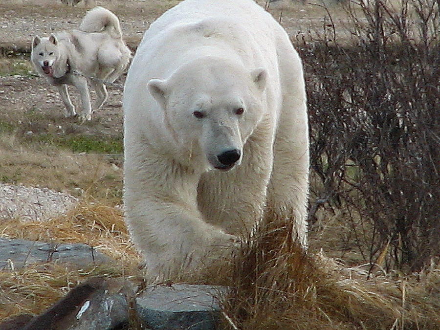 Polar Bear dog #1 Photograph by David Matthews