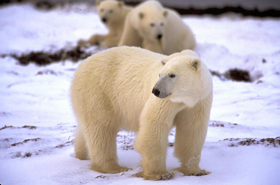Polar Bear Family #1 Photograph by Randy Green