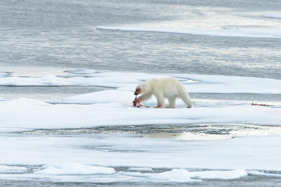 Summer Photograph - Polar Bear Feeding On A Kill #1 by Dr P. Marazzi
