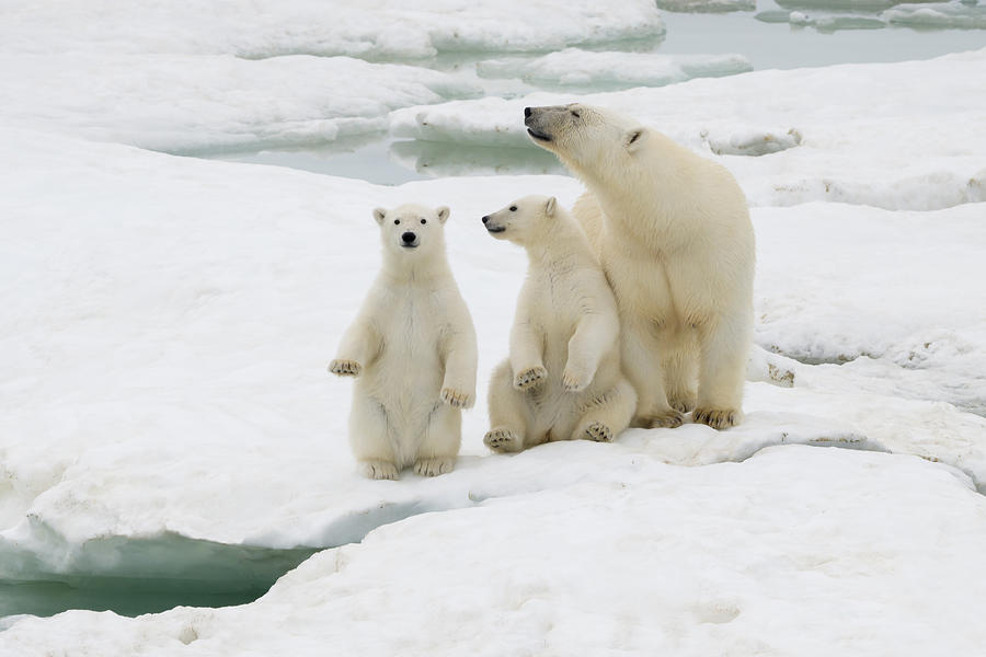 Polar Bear Female With Cubs Photograph by John Shaw - Fine Art America