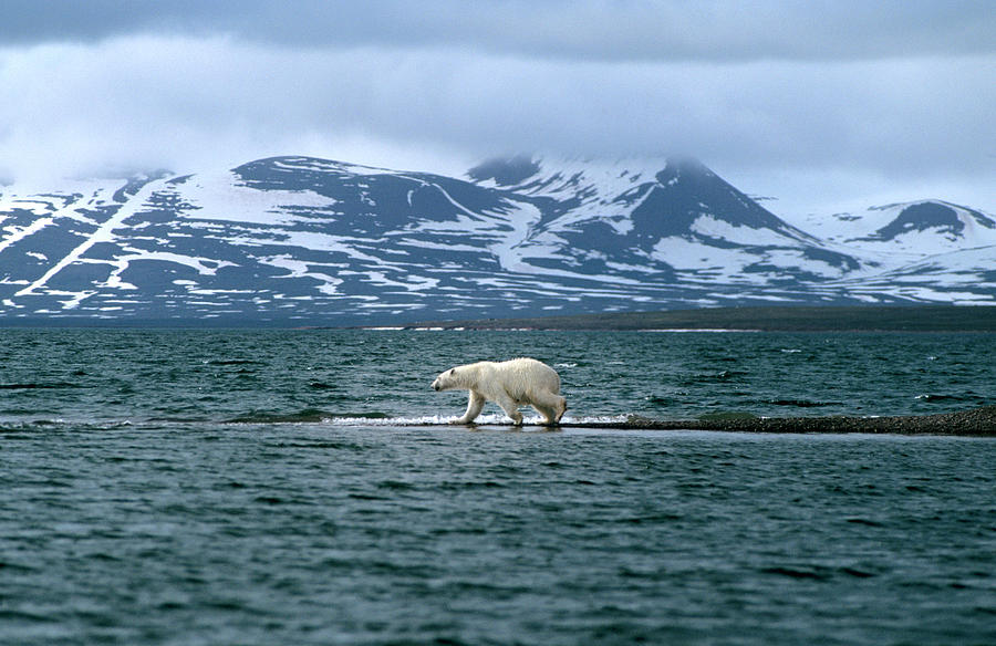 Wildlife Photograph - Polar Bear #1 by Louise Murray/science Photo Library