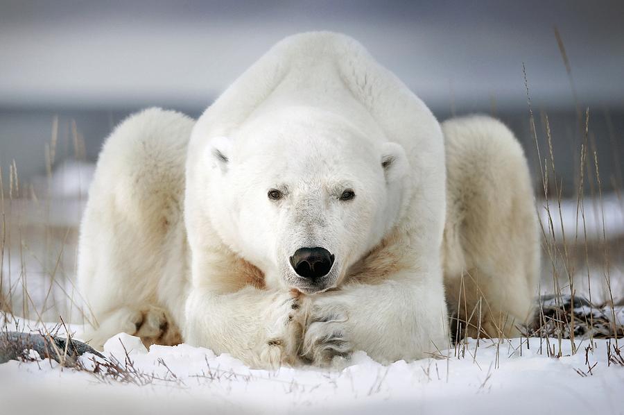 Polar bear lying on ice #1 Photograph by Alberto Ghizzi Panizza / Science Photo Library