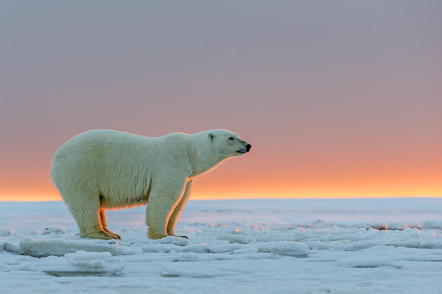 Polar Bear #1 Photograph by M. Watson