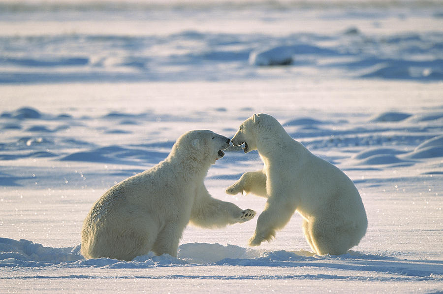 Polar Bear Males Fighting Hudson Bay #1 Photograph by Konrad Wothe