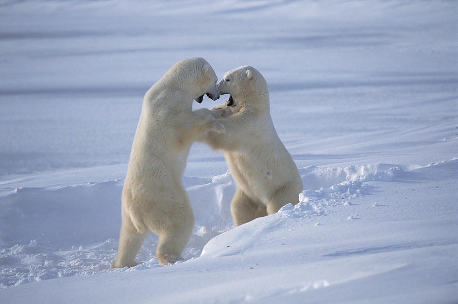 Polar Bear Males Sparring Churchill #1 Photograph by Flip Nicklin