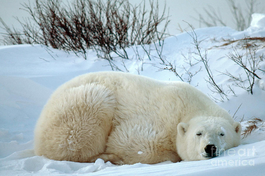 Polar Bear #3 Photograph by Mark Newman