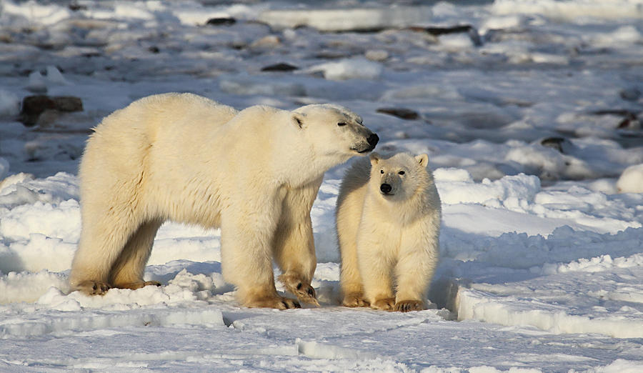 Polar Bear Mother and Cub Photograph by Carole-Anne Fooks - Fine Art ...