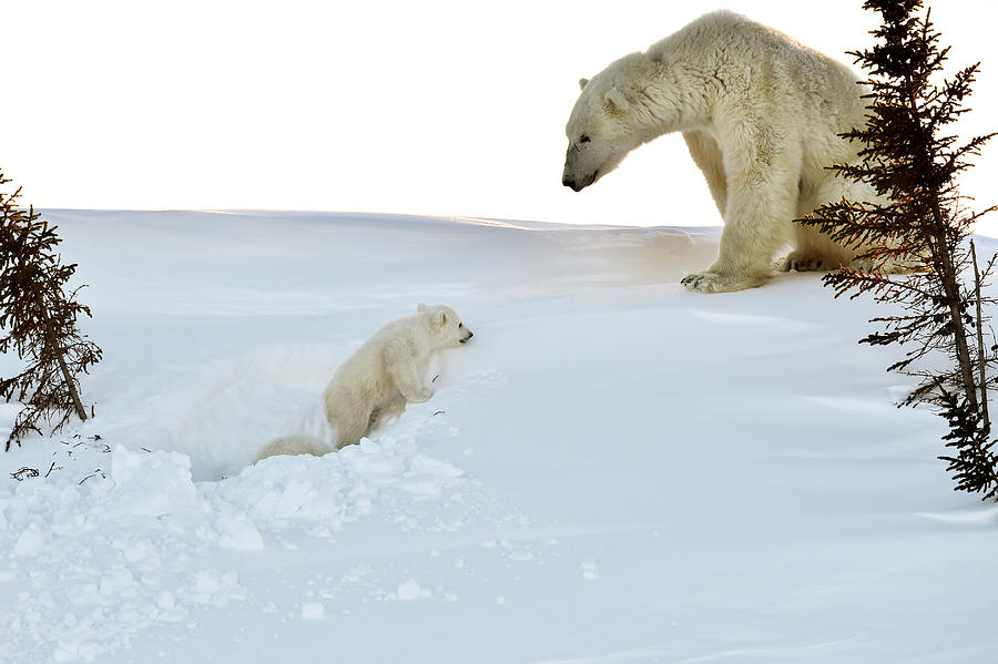 Spring Photograph - Polar Bear Mother And Cubs #1 by Dr P. Marazzi