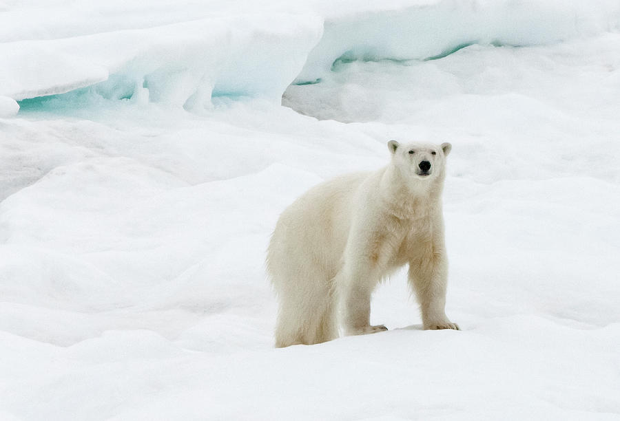 Polar Bear On Ice #1 Photograph by Keren Su
