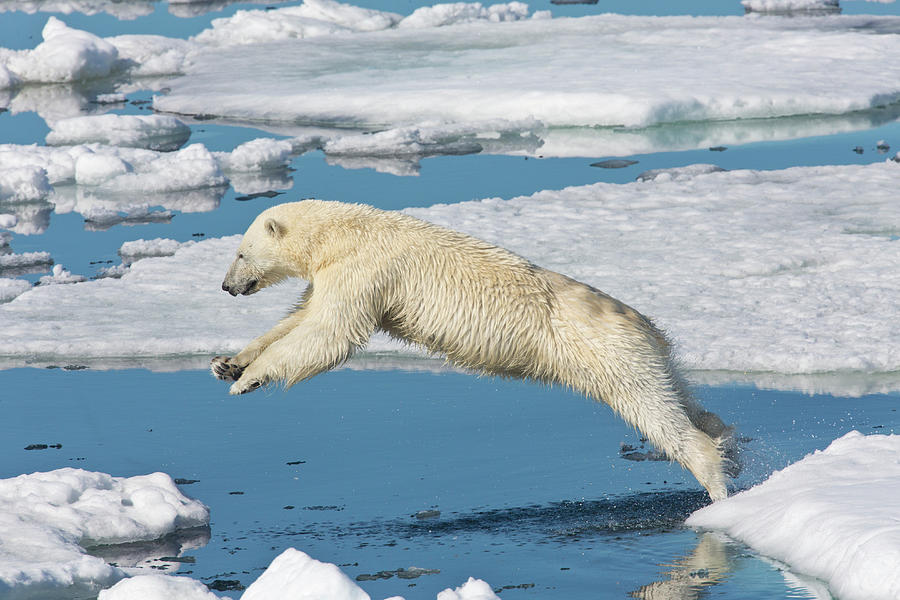 Polar Bear On Ice Pack High Arctic #1 Photograph by Darrell Gulin