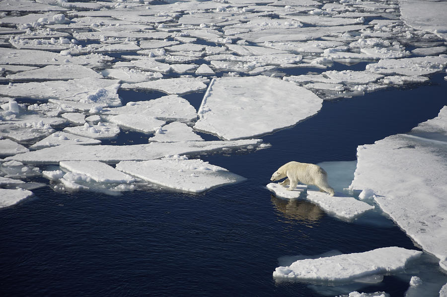 Animal Photograph - Polar Bear On Melting Sea Ice, High #1 by Paul Miles