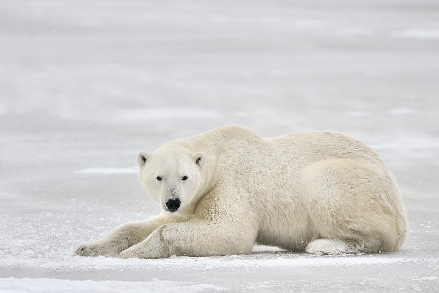 Polar Bear On Pack Ice Churchill #1 Photograph by Andre Gilden