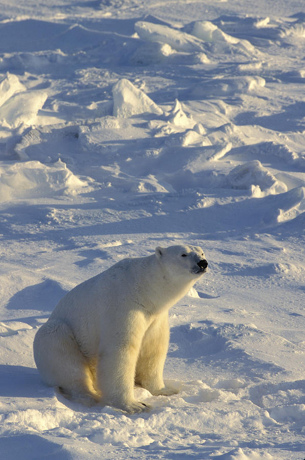 Polar Bear on Sea Ice #1 Photograph by Randy Green