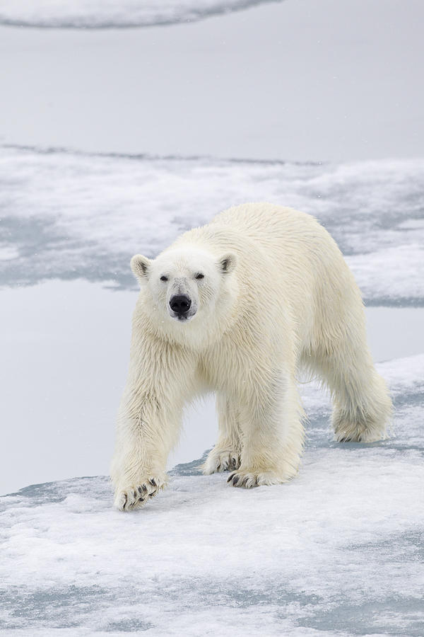 Polar Bear On Sea Ice Spitzbergen #1 Photograph by Dickie Duckett