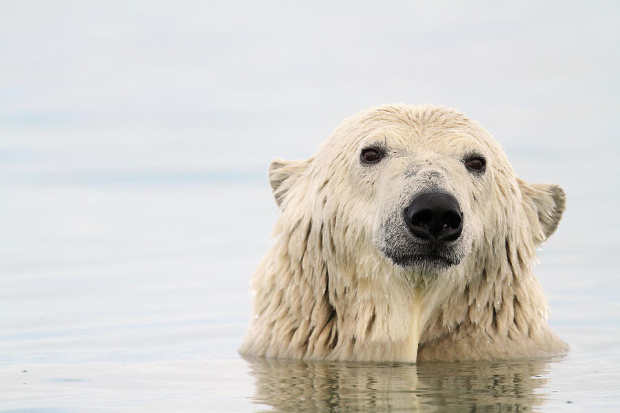 Polar Bear #1 Photograph by P. De Graaf