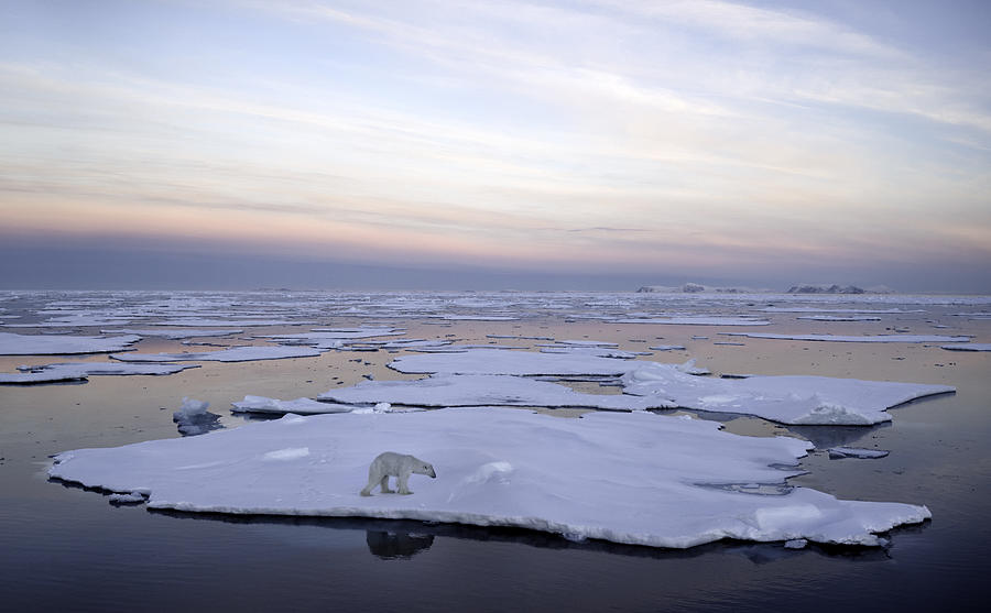 Polar Bear Pack Ice #1 Photograph by Justinreznick