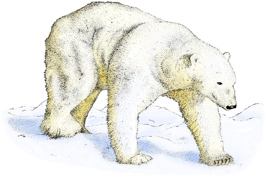 Polar Bear #1 Photograph by Roger Hall