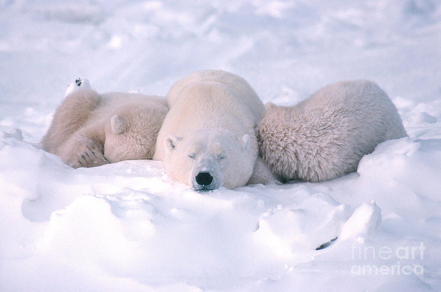 Polar Bear Sow And Two Cubs Sleeping #2 Photograph by Ted Kerasote