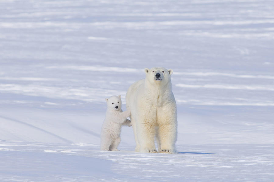 Nature Photograph - Polar Bear Sow With Spring Cub #1 by Steven Kazlowski