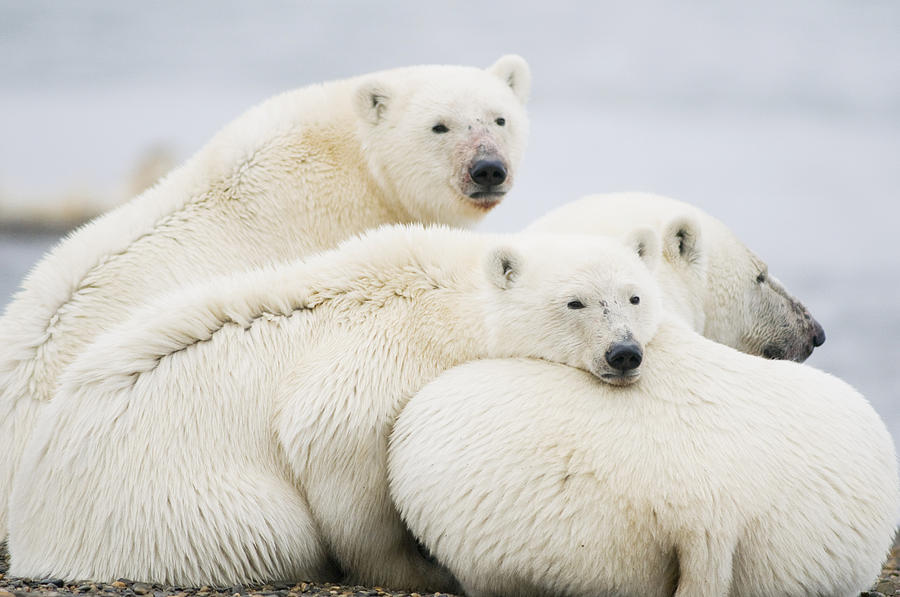 Wildlife Photograph - Polar Bear Sow With Two 2-year-old Cubs #1 by Steven Kazlowski