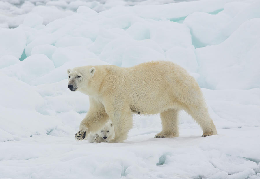 Polar Bear Sow With Young Cub High Photograph by Darrell Gulin