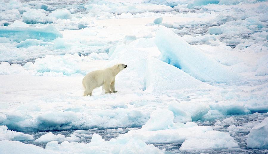 Polar Bear #1 Photograph by Steve Allen/science Photo Library